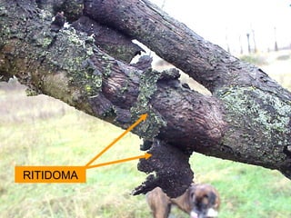 RITIDOMA
 
