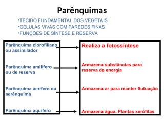 •FUNÇÕES DE SÍNTESE E RESERVA
•TECIDO FUNDAMENTAL DOS VEGETAIS
•CÉLULAS VIVAS COM PAREDES FINAS
Parênquimas
Parênquima clorofiliano
ou assimilador
Parênquima amilífero
ou de reserva
Parênquima aerífero ou
aerênquima
Parênquima aquífero
Realiza a fotossíntese
Armazena substâncias para
reserva de energia
Armazena ar para manter flutuação
Armazena água. Plantas xerófitas
 