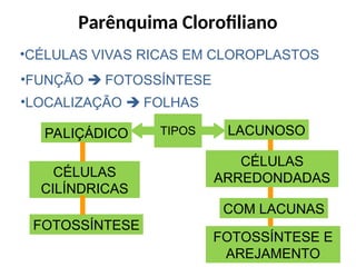 •CÉLULAS VIVAS RICAS EM CLOROPLASTOS
•FUNÇÃO  FOTOSSÍNTESE
•LOCALIZAÇÃO  FOLHAS
TIPOS
FOTOSSÍNTESE E
AREJAMENTO
PALIÇÁDICO LACUNOSO
CÉLULAS
CILÍNDRICAS
FOTOSSÍNTESE
CÉLULAS
ARREDONDADAS
COM LACUNAS
Parênquima Clorofiliano
 