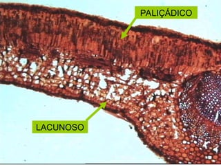 PALIÇÁDICO
LACUNOSO
 