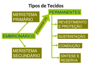 EMBRIONÁRIOS
MERISTEMA
PRIMÁRIO
MERISTEMA
SECUNDÁRIO
PERMANENTES
REVESTIMENTO
E PROTEÇÃO
SUSTENTAÇÃO
CONDUÇÃO
SÍNTESE E
RESERVA
F
O
R
M
A
M
O
S
Tipos de Tecidos
 