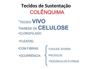 COLÊNQUIMA
•TECIDO VIVO
•PAREDE DE CELULOSE
•CLOROFILADO
•FLEXÍVEL
•COM FIBRAS •CAULES JOVENS
•OCORRÊNCIA •PECÍOLOS
•PEDÚNCULOS FLORAIS
Tecidos de Sustentação
 