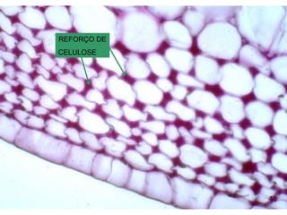 REFORÇO DE
CELULOSE
 