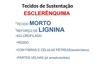 ESCLERÊNQUIMA
•TECIDO MORTO
•REFORÇO DE LIGNINA
•ACLOROFILADO
•RÍGIDO
•COM FIBRAS E CÉLULAS PÉTREAS(esclerídeos)
•PARTES VELHAS (já amadurecidas)
Tecidos de Sustentação
 