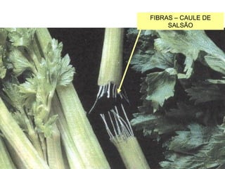 FIBRAS – CAULE DE
SALSÃO
 