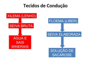 XILEMA (LENHO)
SEIVA BRUTA
FLOEMA (LIBER)
SEIVA ELABORADA
ÁGUA E
SAIS
MINERAIS
SOLUÇÃO DE
SACAROSE
Tecidos de Condução
 