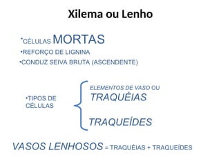 •CÉLULAS MORTAS
•CONDUZ SEIVA BRUTA (ASCENDENTE)
•TIPOS DE
CÉLULAS
TRAQUEÍDES
ELEMENTOS DE VASO OU
TRAQUÉIAS
VASOS LENHOSOS = TRAQUÉIAS + TRAQUEÍDES
•REFORÇO DE LIGNINA
Xilema ou Lenho
 