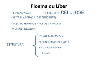 •REFORÇO DE CELULOSE
•CÉLULAS VIVAS
•SEIVA ELABORADA (DESCENDENTE)
•VASOS LIBERIANOS = TUBOS CRIVADOS
•PLACAS CRIVADAS
FIBRAS
ESTRUTURA
VASOS LIBERIANOS
CÉLULAS ANEXAS
PARÊNQUIMA LIBERIANO
Floema ou Líber
 