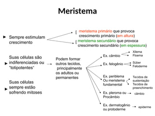 Meristema
Sempre estimulam
crescimento
Suas células são
indiferenciadas ou
“totipotentes”
Suas células
sempre estão
sofrendo mitoses
meristema secundário que provoca
crescimento secundário (em espessura)
►
►
►
[
[
Podem formar
outros tecidos,
principalmente
os adultos ou
permanentes
Ex. câmbio
Ex. felogênio
Ex. periblema
Ou meristema
fundamental
Ex. pleroma ou
Procâmbio
Ex. dermatogênio
ou protoderme
Xilema
Floema
Súber
Feloderme
Tecidos de
sustentação
Tecidos de
preenchimento
câmbio
epiderme
meristema primário que provoca
crescimento primário (em altura)
 