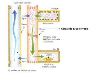 Célula do tubo crivado
 