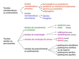 Tecidos
meristemáticos
ou embrionários
Tecidos
adultos ou
permanentes
tecidos
meristemáticos
primários
tecidos
meristemáticos
secundários
tecidos de revestimento
ou proteção
tecidos de sustentação
tecidos de condução de seivas
tecidos de preenchimento
ou parênquimas
dermatogênio ou protoderme
periblema ou meristema fundamental
pleroma ou procâmbio
caliptrogênio
Câmbio
Felogênio
epiderme (vivo)
súber (morto)
colênquima (vivo)
esclerênquima (morto)
xilema (morto)
floema (vivo)
parênquima clorofiliano
parênquima amilífero
ou de reserva
parênquima aerífero
parênquima aquífero
 