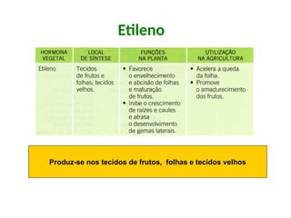 Etileno
Produz-se nos tecidos de frutos, folhas e tecidos velhos
 