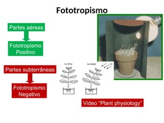 Fototropismo
Partes aéreas
Fototropismo
Positivo
Partes subterrâneas
Fototropismo
Negativo
Video “Plant physiology”
 