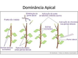 Dominância Apical
 