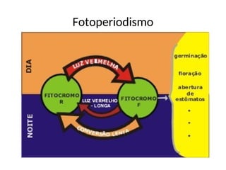 Fotoperiodismo
 