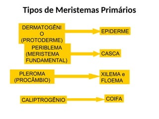 Tipos de Meristemas Primários
DERMATOGÊNI
O
(PROTODERME)
EPIDERME
PERIBLEMA
(MERISTEMA
FUNDAMENTAL)
CASCA
PLEROMA
(PROCÂMBIO)
XILEMA e
FLOEMA
CALIPTROGÊNIO COIFA
 