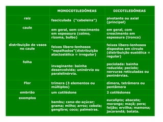 MONOCOTILEDÔNEAS DICOTILEDÔNEAS
raiz
fasciculada (“cabeleira”)
pivotante ou axial
(principal)
caule
em geral, sem crescimento
em espessura (colmo,
rizoma, bulbo)
em geral, com
crescimento em
espessura (tronco)
distribuição de vasos
no caule
feixes líbero-lenhosos
“espalhados”(distribuição
atactostélica = irregular)
feixes líbero-lenhosos
dispostos em círculo
(distribuição eustélica =
regular)
folha
invaginante: bainha
desenvolvida; uninérvia ou
paralelinérvia.
peciolada: bainha
reduzida; pecíolo;
nervuras reticuladas ou
peninérvias.
Flor trímera (3 elementos ou
múltiplos)
dímera, tetrâmera ou
pentâmera
embrião um cotilédone 2 cotilédones
exemplos
bambu; cana-de-açúcar;
grama; milho; arroz; cebola;
gengibre; coco; palmeiras.
eucalipto; abacate;
morango; maçã; pera;
feijão; ervilha; mamona;
jacarandá; batata.
 