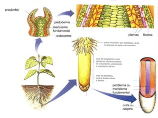 floema
xilemas
procâmbio
meristema
fundamental
protoderme
coifa ou
caliptra
periblema ou
meristema
fundamental
protoderme
 