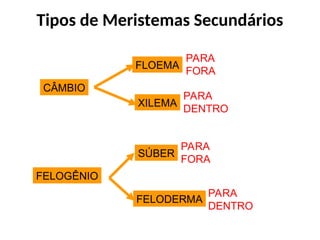 CÂMBIO
FLOEMA
XILEMA
FELOGÊNIO
SÚBER
FELODERMA
PARA
FORA
PARA
DENTRO
PARA
FORA
PARA
DENTRO
Tipos de Meristemas Secundários
 