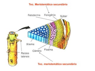 Tec. Meristemático secundário
Tec. meristemático secundário
 