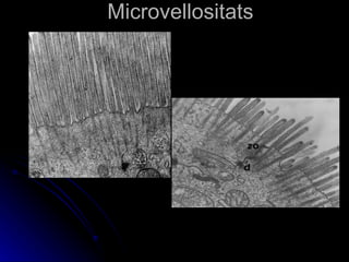 Histologia epitelial | PPT