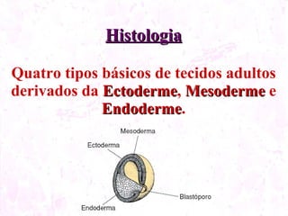 Histologia Quatro tipos básicos de tecidos adultos derivados da Ectoderme , Mesoderme e Endoderme .