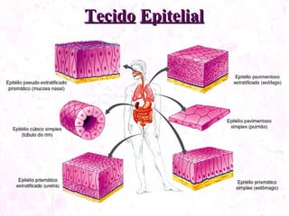 Tecido Epitelial