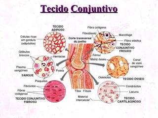 Tecido Conjuntivo
