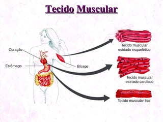 Tecido Muscular