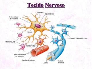 Tecido Nervoso