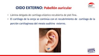 OIDO EXTERNO: Pabellón auricular
• Lámina delgada de cartílago elástico recubierta de piel fina.
• El cartílago de la oreja se continúa con el recubrimiento de cartílago de la
porción cartilaginosa del meato auditivo externo.
 