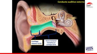Conducto auditivo externo
Cartílago
elástico (1/3)
Hueso temporal
reemplaza el
cartílago (2/3)
 