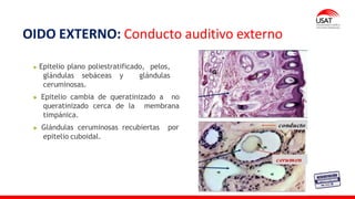 Epitelio plano poliestratificado, pelos,
glándulas sebáceas y glándulas
ceruminosas.
Epitelio cambia de queratinizado a no
queratinizado cerca de la membrana
timpánica.
Glándulas ceruminosas recubiertas por
epitelio cuboidal.
OIDO EXTERNO: Conducto auditivo externo
 
