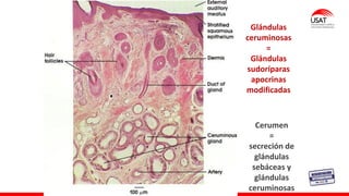 Glándulas
ceruminosas
=
Glándulas
sudoríparas
apocrinas
modificadas
Cerumen
=
secreción de
glándulas
sebáceas y
glándulas
ceruminosas
 