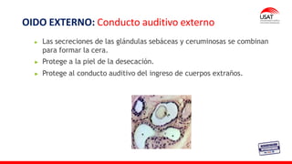 Las secreciones de las glándulas sebáceas y ceruminosas se combinan
para formar la cera.
Protege a la piel de la desecación.
Protege al conducto auditivo del ingreso de cuerpos extraños.
OIDO EXTERNO: Conducto auditivo externo
 