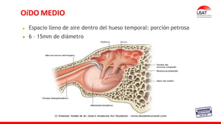 Espacio lleno de aire dentro del hueso temporal: porción petrosa
6 – 15mm de diámetro
OíDO MEDIO
 