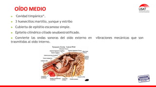 "Cavidad timpánica“.
3 huesecillos:martillo, yunque y estribo
Cubierta de epitélio escamoso simple.
Epitelio cilíndrico ciliado seudoestratificado.
Convierte las ondas sonoras del oído externo en vibraciones mecánicas que son
trasmitidas al oído interno.
OÍDO MEDIO
 