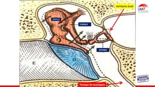 ventana oval
Trompa de eustaquío
YUNQUE
MARTILLO
ESTRIBO
 