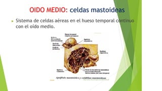 Sistema de celdas aéreas en el hueso temporal continuo
con el oído medio.
OIDO MEDIO: celdas mastoideas
 