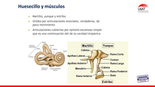 Huesecillo y músculos
Martillo, yunque y estribo
Unidos por articulaciones sinoviales, verdaderas, de
poco movimiento
Articulaciones cubiertas por epitelio escamoso simple
que es una continuación del de la cavidad timpánica
 