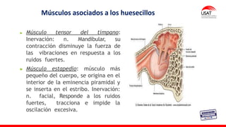 Músculos asociados a los huesecillos
Músculo tensor del tímpano:
Inervación: n. Mandibular, su
contracción disminuye la fuerza de
las vibraciones en respuesta a los
ruidos fuertes.
Músculo estapedio: músculo más
pequeño del cuerpo, se origina en el
interior de la eminencia piramidal y
se inserta en el estribo. Inervación:
n. facial, Responde a los ruidos
fuertes, tracciona e impide la
oscilación excesiva.
 