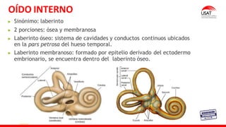OÍDO INTERNO
Sinónimo: laberinto
2 porciones: ósea y membranosa
Laberinto óseo: sistema de cavidades y conductos continuos ubicados
en la pars petrosa del hueso temporal.
Laberinto membranoso: formado por epitelio derivado del ectodermo
embrionario, se encuentra dentro del laberinto óseo.
 
