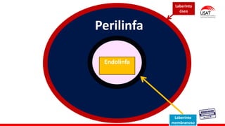 Laberinto
óseo
Laberinto
membranoso
Perilinfa
Endolinfa
 