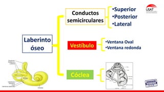 Laberinto
óseo
Conductos
semicirculares
Vestíbulo
Cóclea
•Superior
•Posterior
•Lateral
•Ventana Oval
•Ventana redonda
 