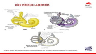OÍDO INTERNO: LABERINTOS
 