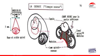 La cóclea es un tubo ligeramente cónico
enrollado sobre sí mismo en 2 1/2 vueltas,
de aspecto muy similar al de un caracol,
su longitud total aproximadamente es de
32 - 35 mm.
El eje en torno al cual se
enrolla la cóclea se
conoce como modiolo o
Colúmella
 