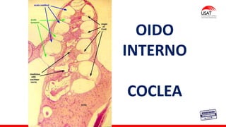OIDO
INTERNO
COCLEA
 
