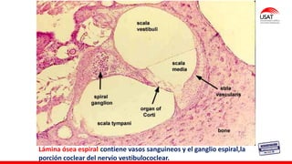 Lámina ósea espiral:contiene vasos sanguineos y el ganglio espiral,la
porción coclear del nervio vestibulococlear.
 