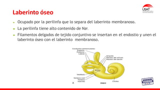 Laberinto óseo
Ocupado por la perilinfa que lo separa del laberinto membranoso.
La perilinfa tiene alto contenido de Naᶧ.
Filamentos delgados de tejido conjuntivo se insertan en el endostio y unen el
laberinto óseo con el laberinto membranoso.
 