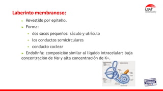 Laberinto membranoso:
Revestido por epitelio.
Forma:
▪ dos sacos pequeños: sáculo y utrículo
▪ los conductos semicirculares
▪ conducto coclear
Endolinfa: composición similar al líquido intracelular: baja
concentración de Naᶧ y alta concentración de K+.
 
